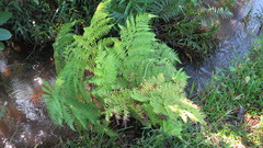 Cyathea dregei