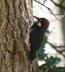Melanerpes formicivorus