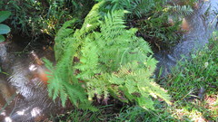 Cyathea dregei