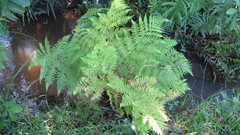 Cyathea dregei