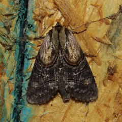 Abrostola ovalis