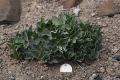 Asclepias eastwoodiana