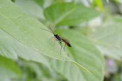 Limneriini