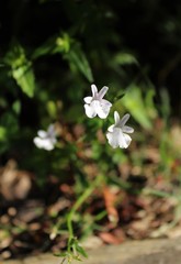 Nemesia floribunda