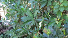 Voacanga thouarsii