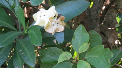 Voacanga thouarsii