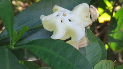 Voacanga thouarsii