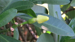 Voacanga thouarsii