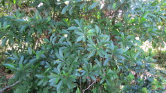 Voacanga thouarsii