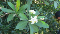 Voacanga thouarsii
