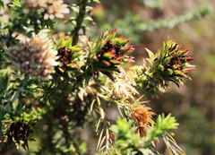 Oedera capensis