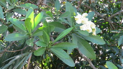 Voacanga thouarsii