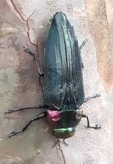 Belionota prasina