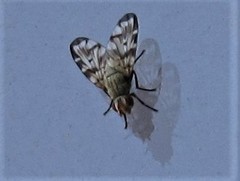 Otites centralis
