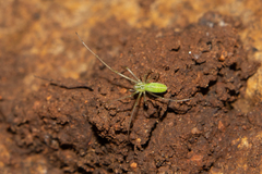 Tetragnatha subsquamata