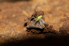 Tetragnatha subsquamata