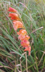 Gladiolus crassifolius