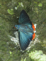 Apyrrothrix hygieia
