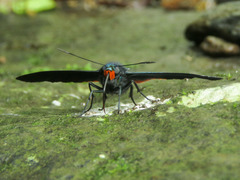 Apyrrothrix hygieia
