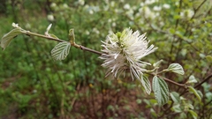 Fothergilla gardenii