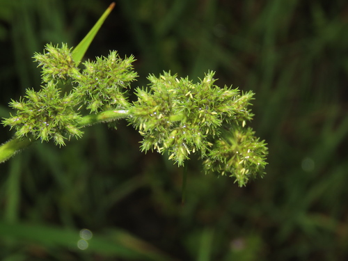 Image of Fuirena umbellata by (c) chiuluan, some rights reserved (CC BY)