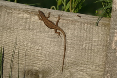 Podarcis muralis