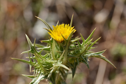 Scolymus maculatus image