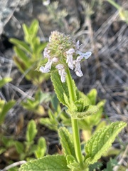 Stachys pycnantha