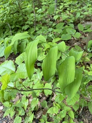 Polygonatum biflorum