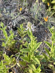 Stachys pycnantha