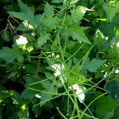 Sisymbrium erysimoides