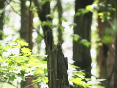 Troglodytes hiemalis