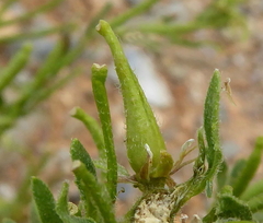 Sisymbrium runcinatum