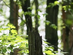 Troglodytes hiemalis