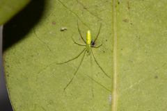 Tetragnatha subsquamata
