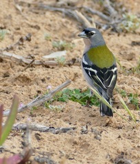 Fringilla coelebs africana