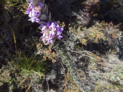 Amphithalea imbricata