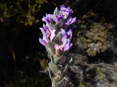 Amphithalea imbricata