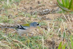 Fringilla coelebs africana
