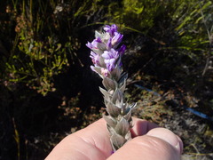 Amphithalea imbricata