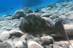 Calotomus viridescens