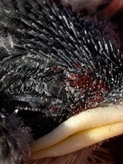 Dermanyssus gallinae