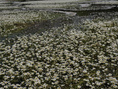 Ranunculus penicillatus
