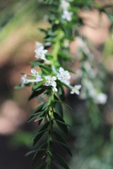 Struthiola hirsuta