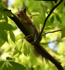 Sciurus vulgaris