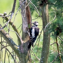 Dendrocopos major