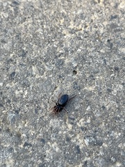 Trachyzelotes pedestris