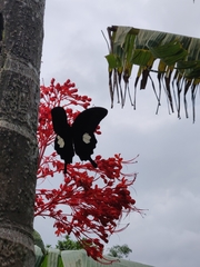 Papilio castor