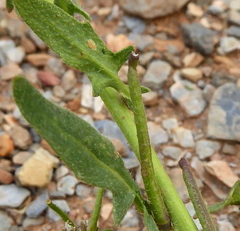 Sisymbrium runcinatum