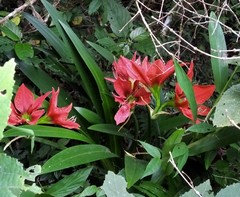 Hippeastrum aulicum